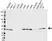 Anti Annexin A1 Antibody, clone CPTC22 (PrecisionAb Monoclonal Antibody) thumbnail image 1