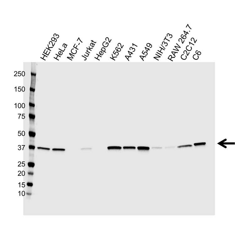 Anti Annexin A1 Antibody, clone CPTC22 (PrecisionAb Monoclonal Antibody) gallery image 1