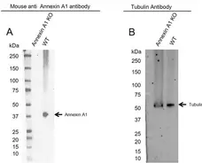 Anti Annexin A1 Antibody, clone CPTC22 (PrecisionAb Monoclonal Antibody) gallery image 2
