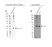 Anti Annexin A1 Antibody, clone CPTC22 (PrecisionAb Monoclonal Antibody) thumbnail image 2