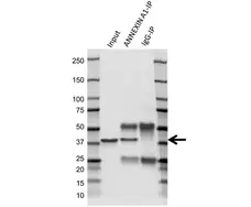Anti Annexin A1 Antibody, clone CPTC22 (PrecisionAb Monoclonal Antibody) gallery image 3