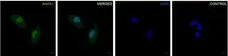 Anti Annexin A1 Antibody, clone CPTC22 (PrecisionAb Monoclonal Antibody) gallery image 5