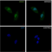 Anti Annexin A1 Antibody, clone CPTC22 (PrecisionAb Monoclonal Antibody) thumbnail image 5