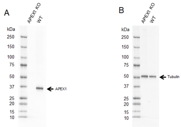 Anti APEX1 Antibody, clone CPTC15 (PrecisionAb Monoclonal Antibody) gallery image 2