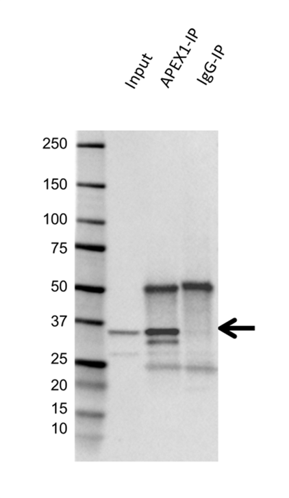 Anti APEX1 Antibody, clone OTI6E10 (PrecisionAb Monoclonal Antibody) gallery image 4