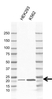 Anti APOBEC3C Antibody, clone CD01/1C11 (PrecisionAb Monoclonal Antibody) thumbnail image 1