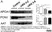 Anti Human Apolipoprotein A1 Antibody, clone 1C5 (G2) thumbnail image 1