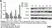 Anti Human Apolipoprotein A1 Antibody, clone 1C5 (G2) thumbnail image 2