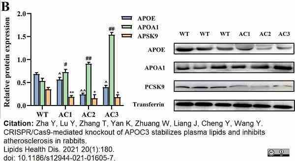 Anti Human Apolipoprotein A1 Antibody, clone 1C5 (G2) gallery image 2