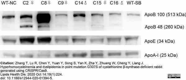 Anti Human Apolipoprotein A1 Antibody, clone 1C5 (G2) gallery image 3