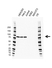 Anti APPL1 Antibody, clone G03/2H2 (PrecisionAb Monoclonal Antibody) thumbnail image 1