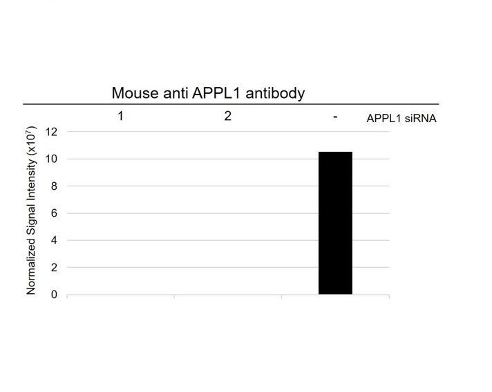 Anti APPL1 Antibody, clone G03/2H2 (PrecisionAb Monoclonal Antibody) gallery image 3