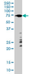 Anti Human ARAF Antibody, clone 6H6 thumbnail image 1