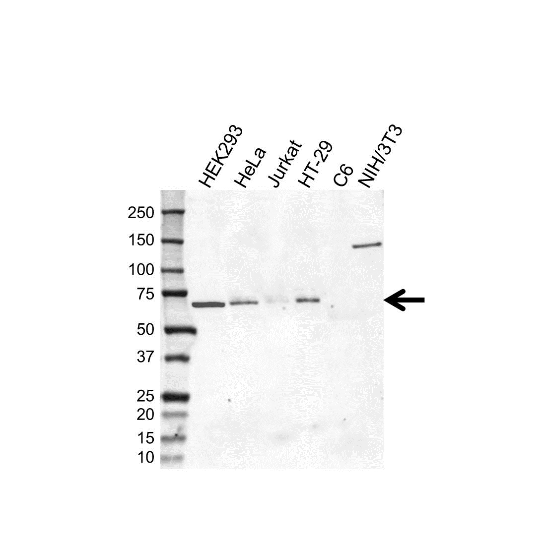Anti ARAF Antibody, clone OTI2G4 (PrecisionAb Monoclonal Antibody) gallery image 1