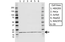 Anti ARF1 Antibody, clone E01/8D1 (PrecisionAb Monoclonal Antibody) gallery image 1