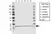 Anti ARF1 Antibody, clone E01/8D1 (PrecisionAb Monoclonal Antibody) thumbnail image 1