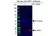 Anti ARF1 Antibody, clone E01/8D1 (PrecisionAb Monoclonal Antibody) thumbnail image 2