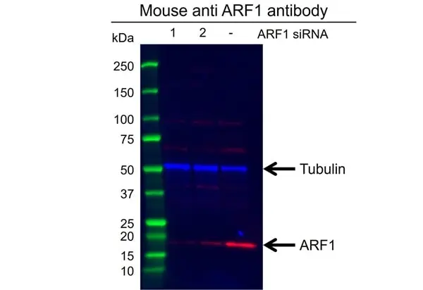 Anti ARF1 Antibody, clone E01/8D1 (PrecisionAb Monoclonal Antibody) gallery image 2