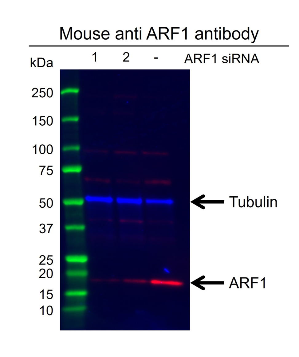 Anti ARF1 Antibody, clone E01/8D1 (PrecisionAb Monoclonal Antibody) gallery image 2