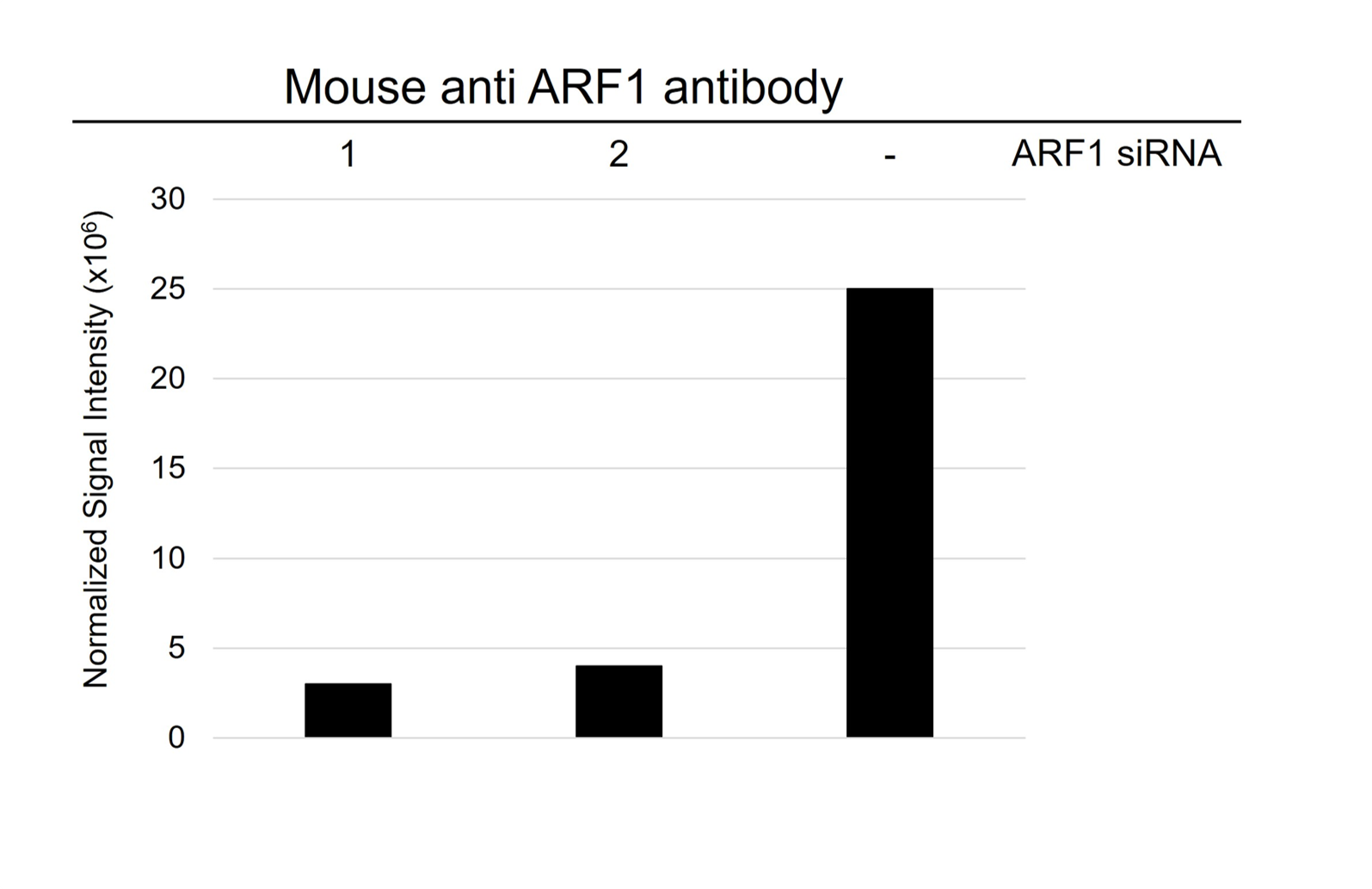 Anti ARF1 Antibody, clone E01/8D1 (PrecisionAb Monoclonal Antibody) gallery image 3