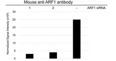 Anti ARF1 Antibody, clone E01/8D1 (PrecisionAb Monoclonal Antibody) gallery image 3