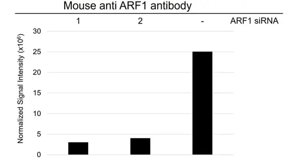 Anti ARF1 Antibody, clone E01/8D1 (PrecisionAb Monoclonal Antibody) gallery image 3
