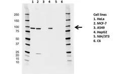 Anti Argonaute 2 Antibody, clone H01/6G5 (PrecisionAb Monoclonal Antibody) gallery image 1