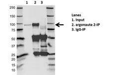 Anti Argonaute 2 Antibody, clone H01/6G5 (PrecisionAb Monoclonal Antibody) gallery image 2