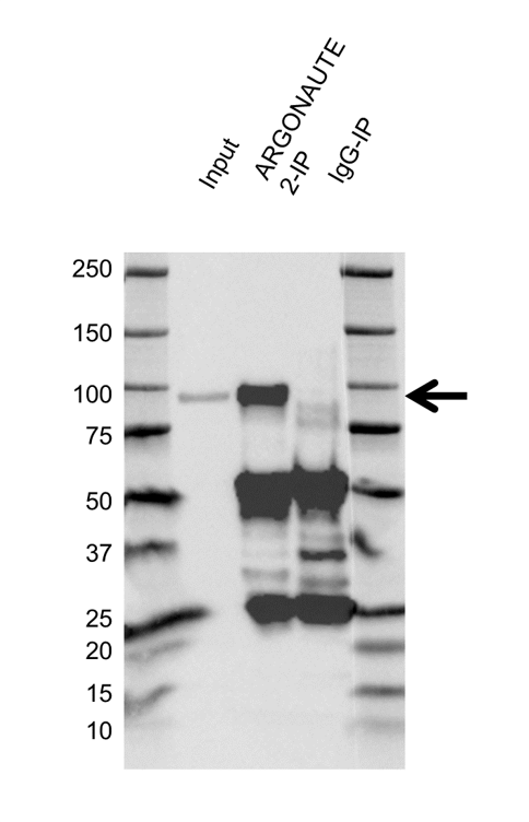 Anti Argonaute 2 Antibody, clone H01/6G5 (PrecisionAb Monoclonal Antibody) gallery image 2