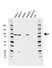 Anti Argonaute 2 Antibody, clone H01/6G5 (PrecisionAb Monoclonal Antibody) thumbnail image 1