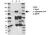 Anti Argonaute 2 Antibody, clone H01/6G5 (PrecisionAb Monoclonal Antibody) thumbnail image 2