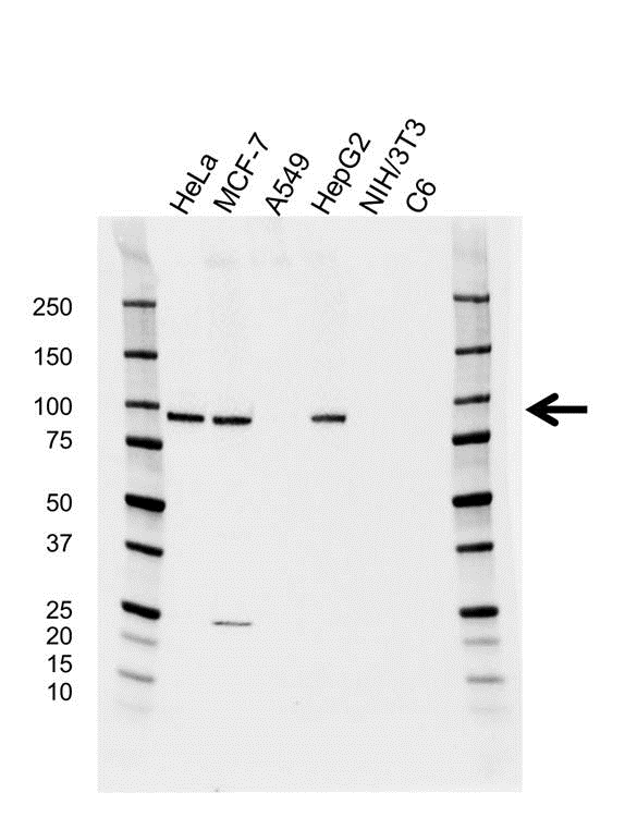 Anti Argonaute 2 Antibody, clone H01/6G5 (PrecisionAb Monoclonal Antibody) gallery image 1