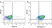 Anti Argonaute 2 Antibody, clone H01/6G5 (PrecisionAb Monoclonal Antibody) thumbnail image 3