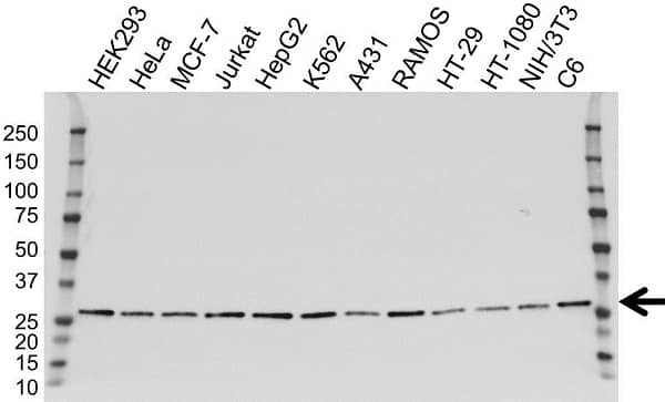 Anti ARHGDIA Antibody, clone OTI1F2 (PrecisionAb Monoclonal Antibody) gallery image 3