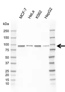 Anti ARNT Antibody, clone E01/1H8 (PrecisionAb Monoclonal Antibody) gallery image 1
