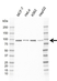 Anti ARNT Antibody, clone E01/1H8 (PrecisionAb Monoclonal Antibody) thumbnail image 1