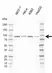 Anti ARNT Antibody, clone E01/1H8 (PrecisionAb Monoclonal Antibody) thumbnail image 1