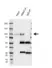 Anti ARNT Antibody, clone E01/1H8 (PrecisionAb Monoclonal Antibody) thumbnail image 2