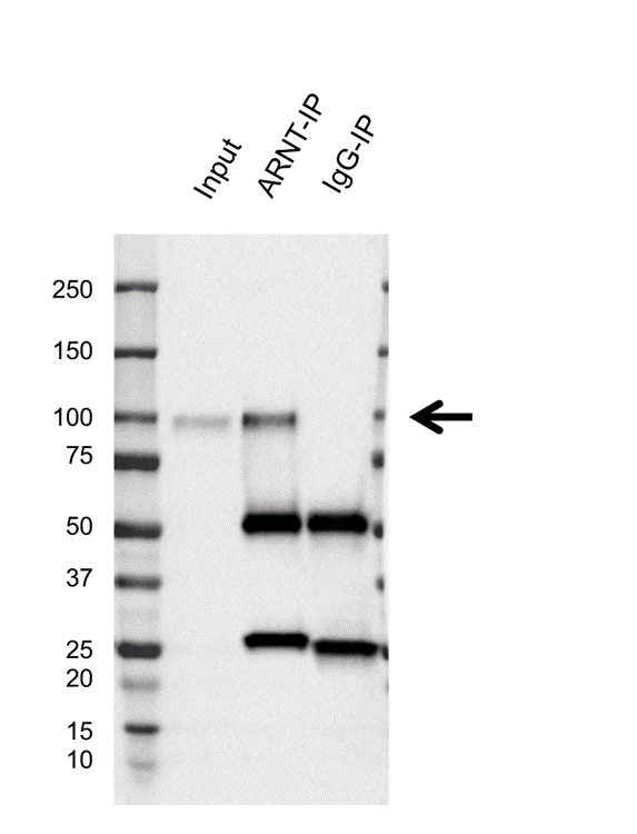 Anti ARNT Antibody, clone E01/1H8 (PrecisionAb Monoclonal Antibody) gallery image 2