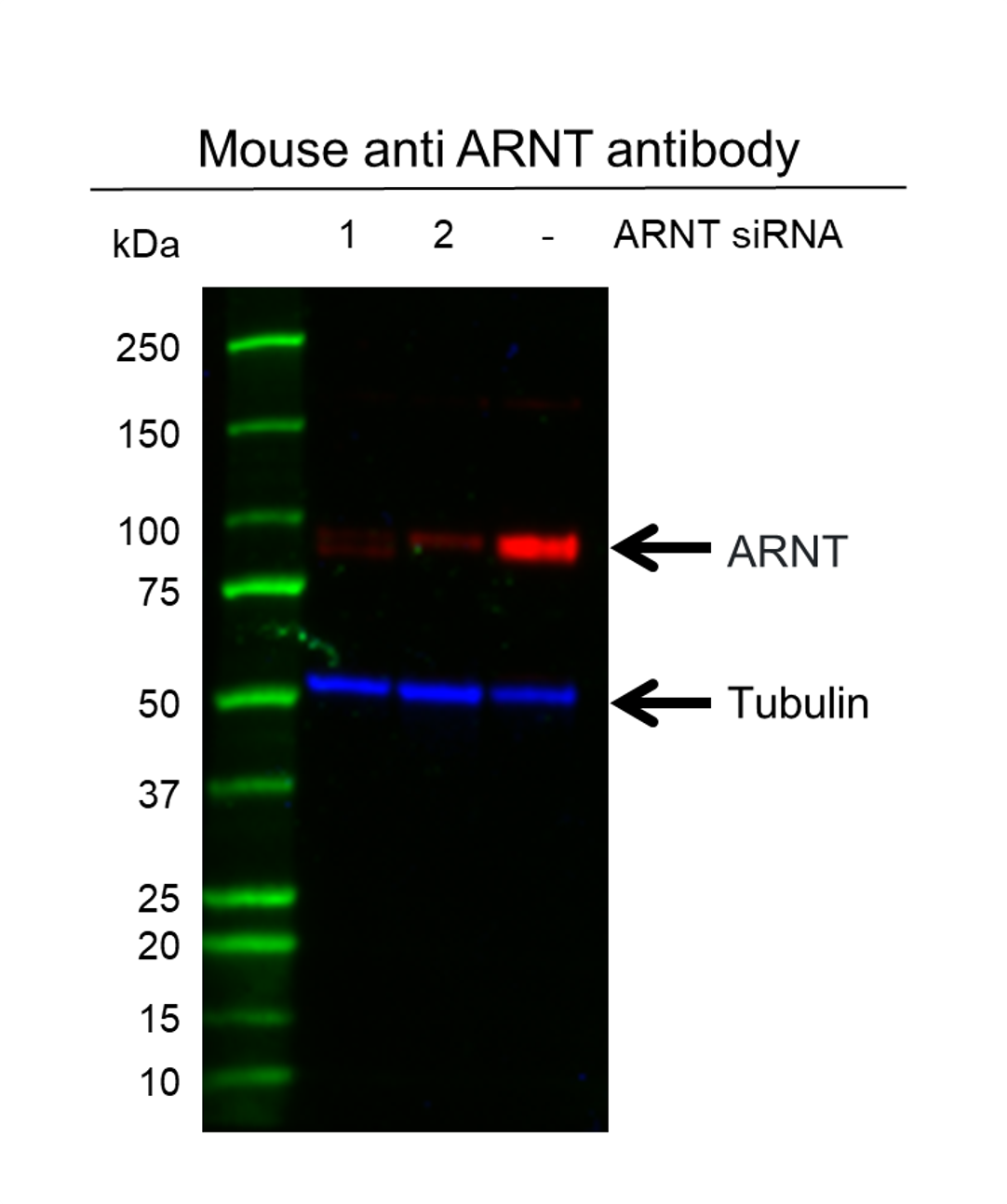 Anti ARNT Antibody, clone E01/1H8 (PrecisionAb Monoclonal Antibody) gallery image 3