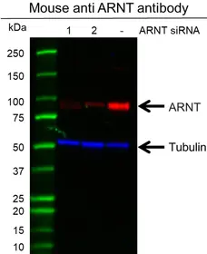 Anti ARNT Antibody, clone E01/1H8 (PrecisionAb Monoclonal Antibody) gallery image 3
