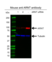Anti ARNT Antibody, clone E01/1H8 (PrecisionAb Monoclonal Antibody) thumbnail image 3