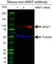 Anti ARNT Antibody, clone E01/1H8 (PrecisionAb Monoclonal Antibody) thumbnail image 3