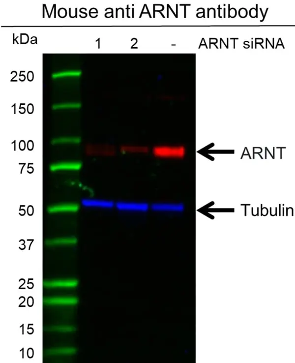 Anti ARNT Antibody, clone E01/1H8 (PrecisionAb Monoclonal Antibody) gallery image 3