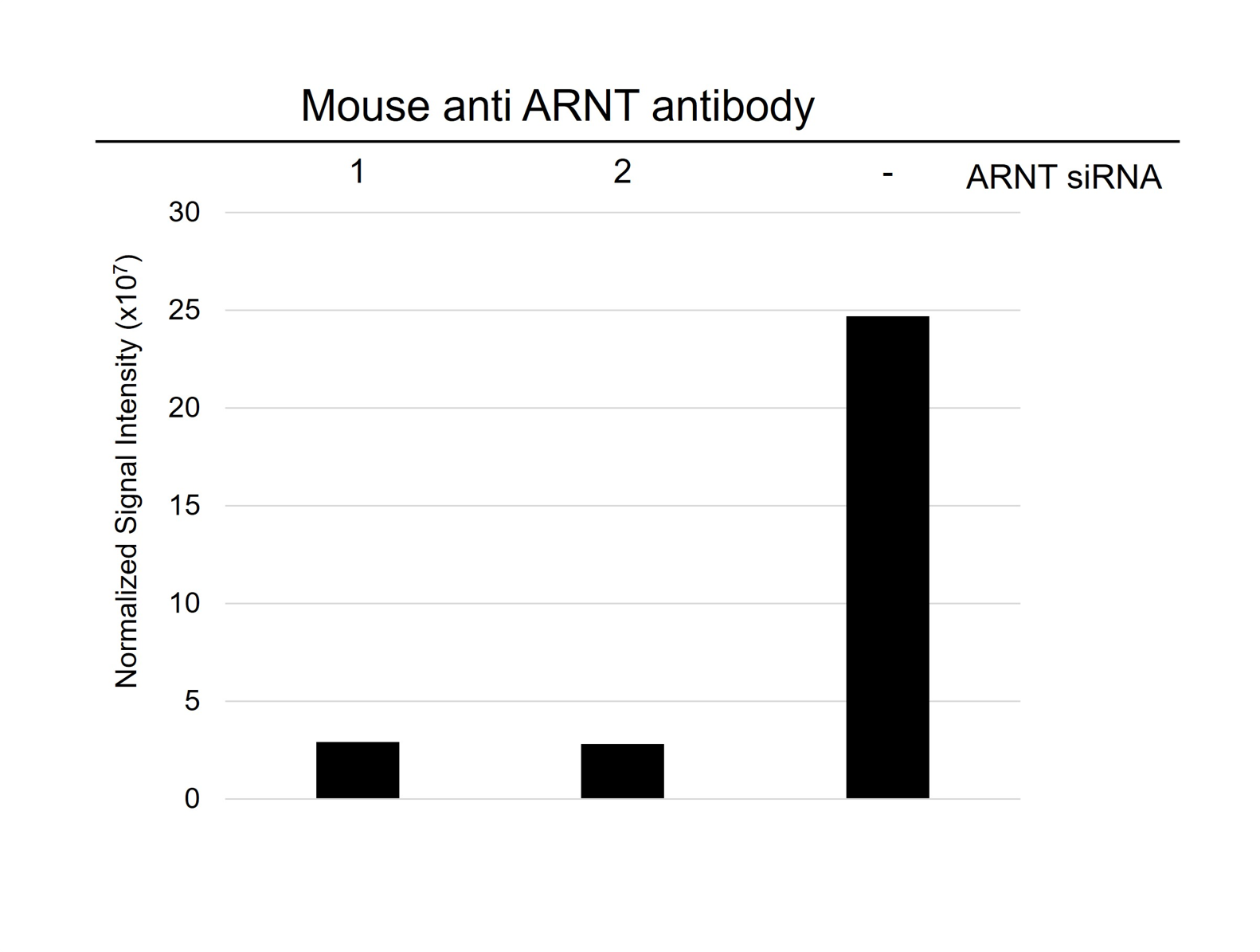 Anti ARNT Antibody, clone E01/1H8 (PrecisionAb Monoclonal Antibody) gallery image 4
