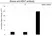 Anti ARNT Antibody, clone E01/1H8 (PrecisionAb Monoclonal Antibody) thumbnail image 4