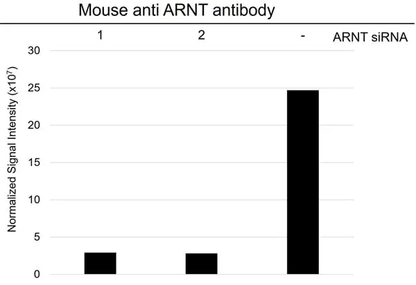 Anti ARNT Antibody, clone E01/1H8 (PrecisionAb Monoclonal Antibody) gallery image 4