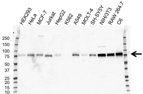 Anti ARNTL Antibody, clone OTI3G9 (PrecisionAb Monoclonal Antibody) gallery image 1