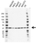 Anti ATF1 Antibody, clone AB01/1D8 (PrecisionAb Monoclonal Antibody) thumbnail image 1