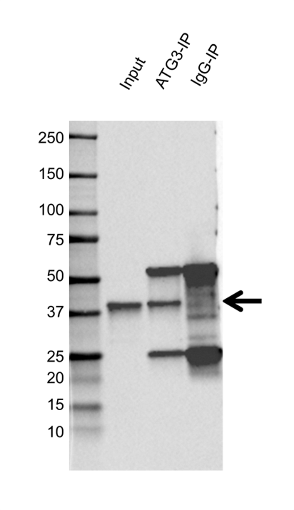 Anti ATG3 Antibody, clone OTI3C6 (PrecisionAb Monoclonal Antibody) gallery image 4